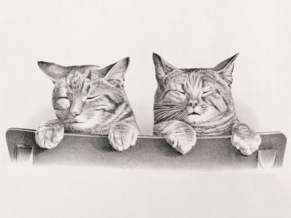 Sleepy Cats Vintage