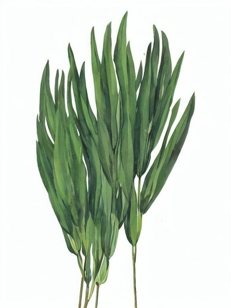Fiber Optic Grass (Isolepis Cernua) Watercolor