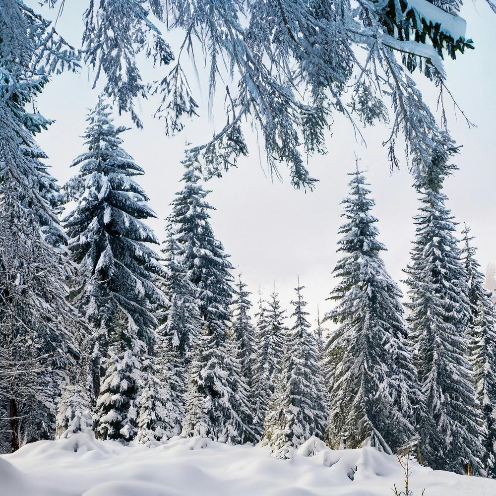Snowy Forest In Winter