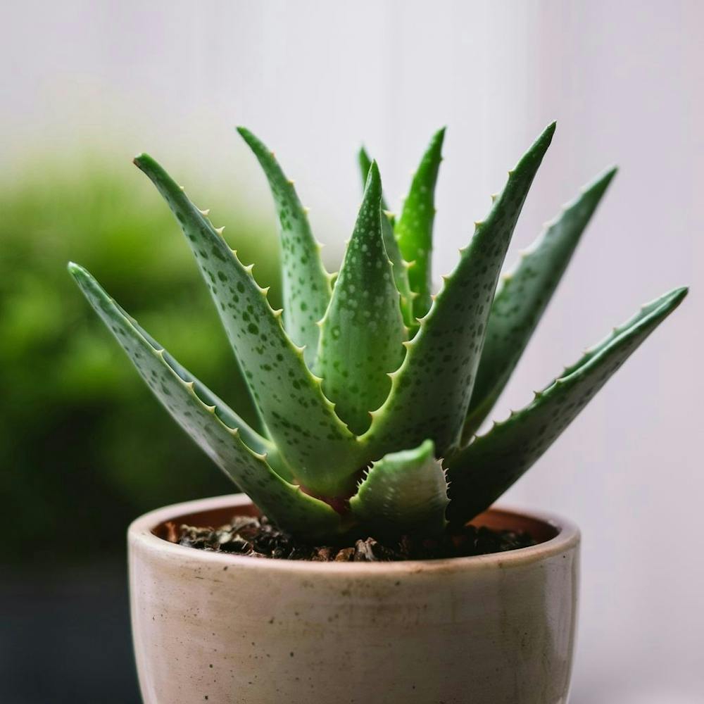 cute mini Aloe plant in a pot