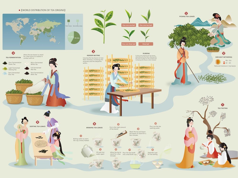 Tea Production Infographic