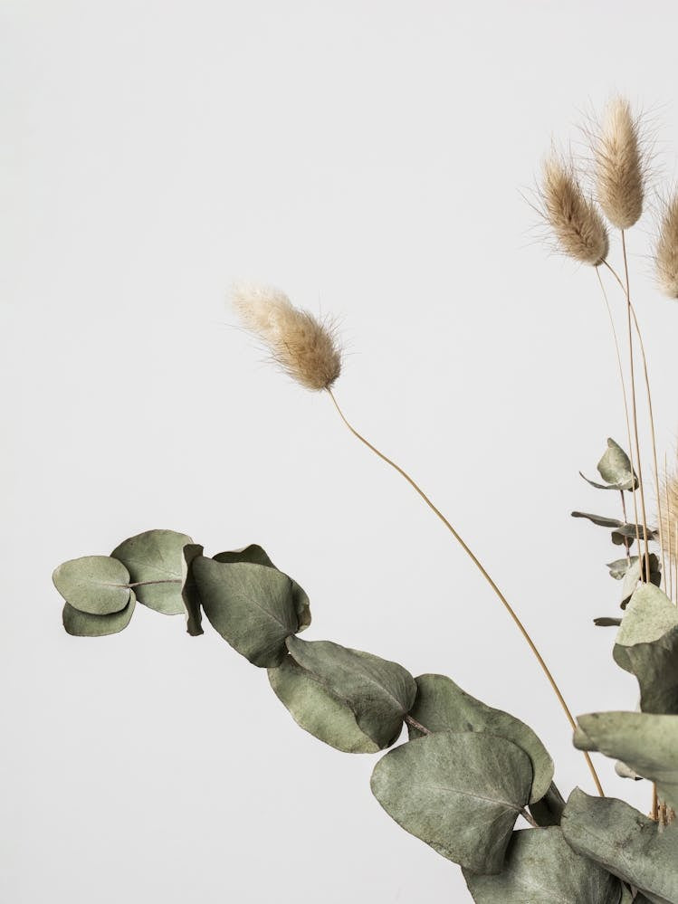 Dried Flower_2191084