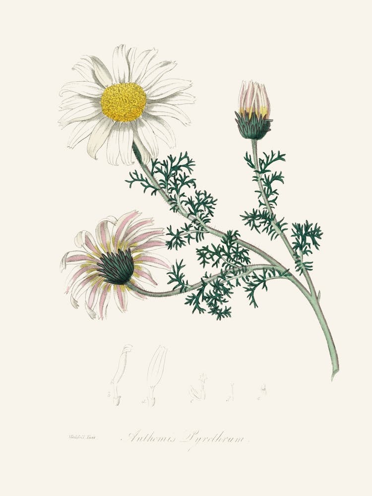 Vintage Botanical John Stephenson and James Morss Churchill _2731680