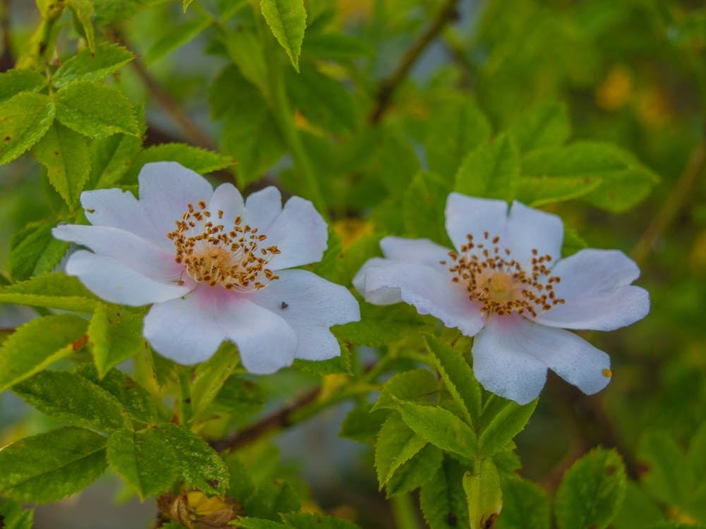 Two White Roses