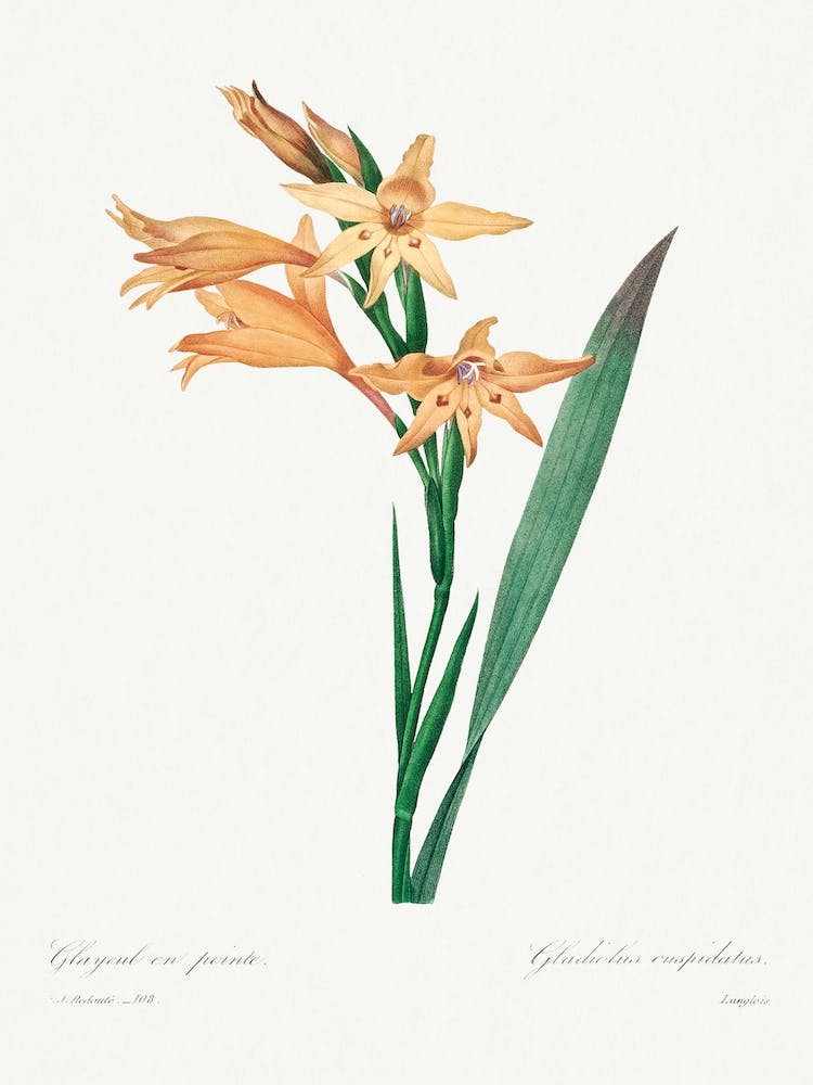 Gladiolus, Pierre Joseph Redouté