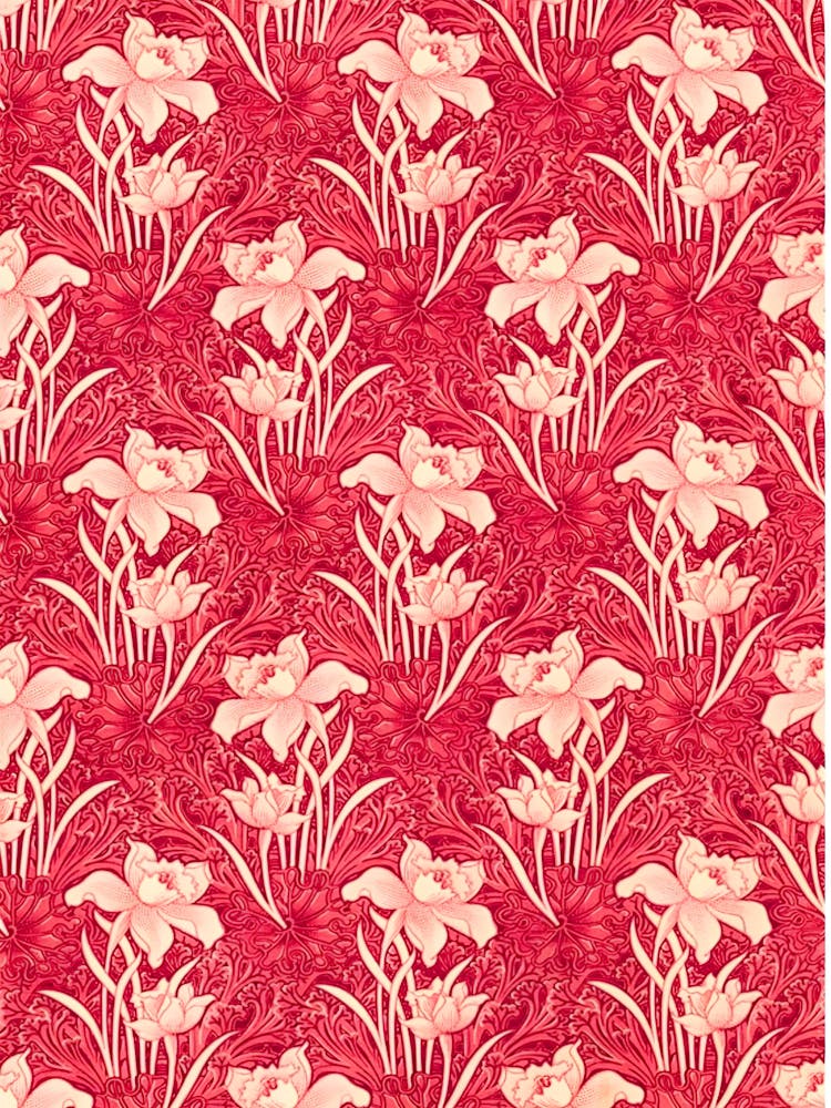 Daffodils 2