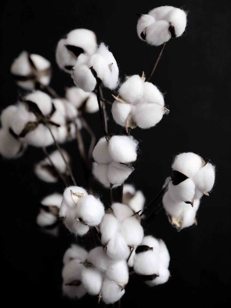 Cotton Candy Dried Flowers