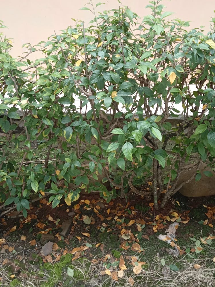 Buissons Dans Le Jardin