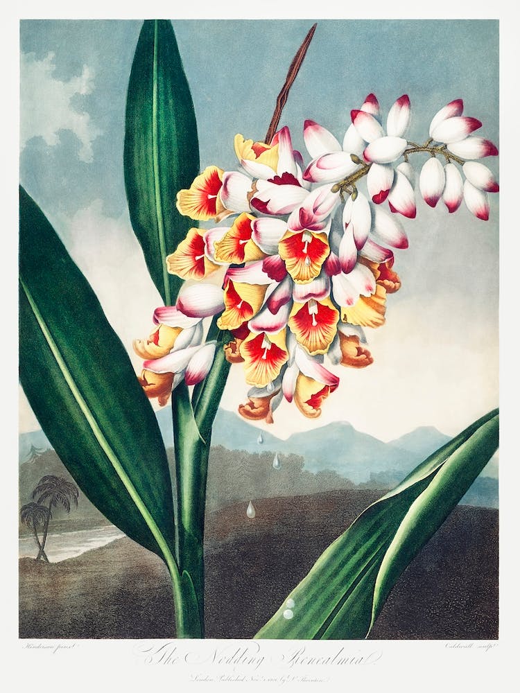 The Nodding Renealmia From The Temple Of Flora (1807), Robert John Thornton