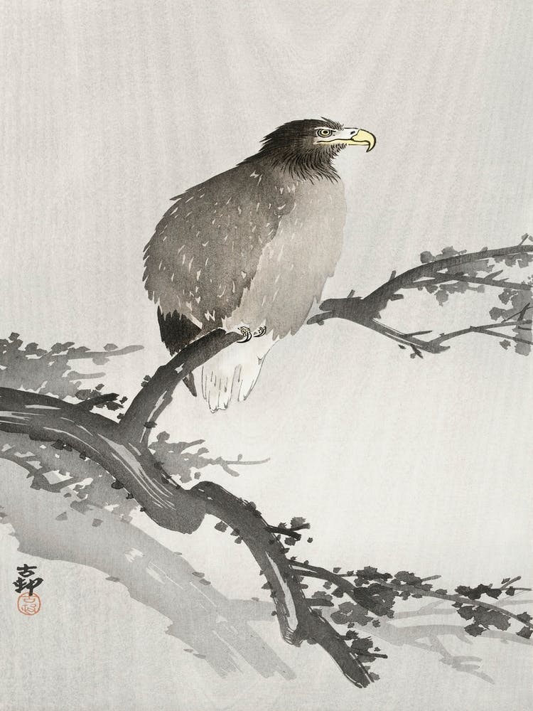 White Tailed Eagle On Branch (1900 1930), Ohara Koson