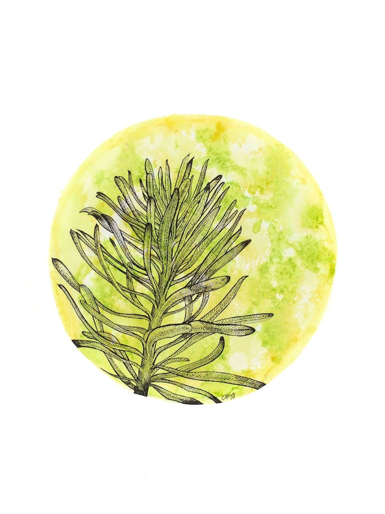 Euphorbia On Green And Yellow