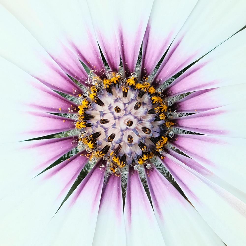 White Pink Flower // Nature Photography