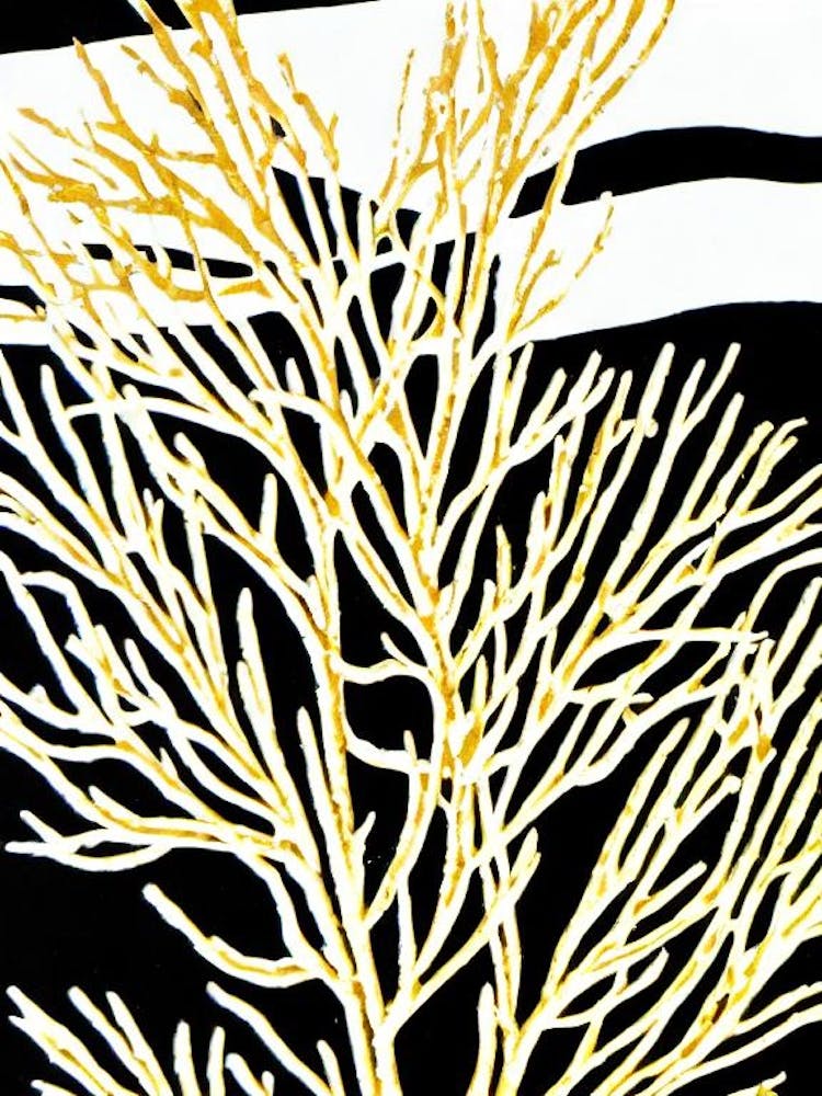 Acropora Aculeus Linocut