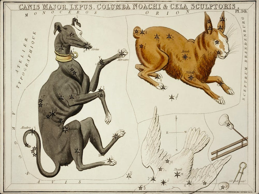Sidney Hall’s (1831), Astronomical Chart Illustration Of The Canis Major, Lepus, Columba Noachi And The Cela Sculptoris