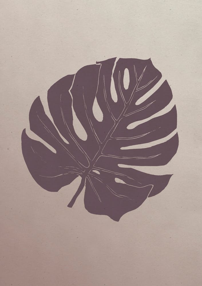 Monstera Purple Haze