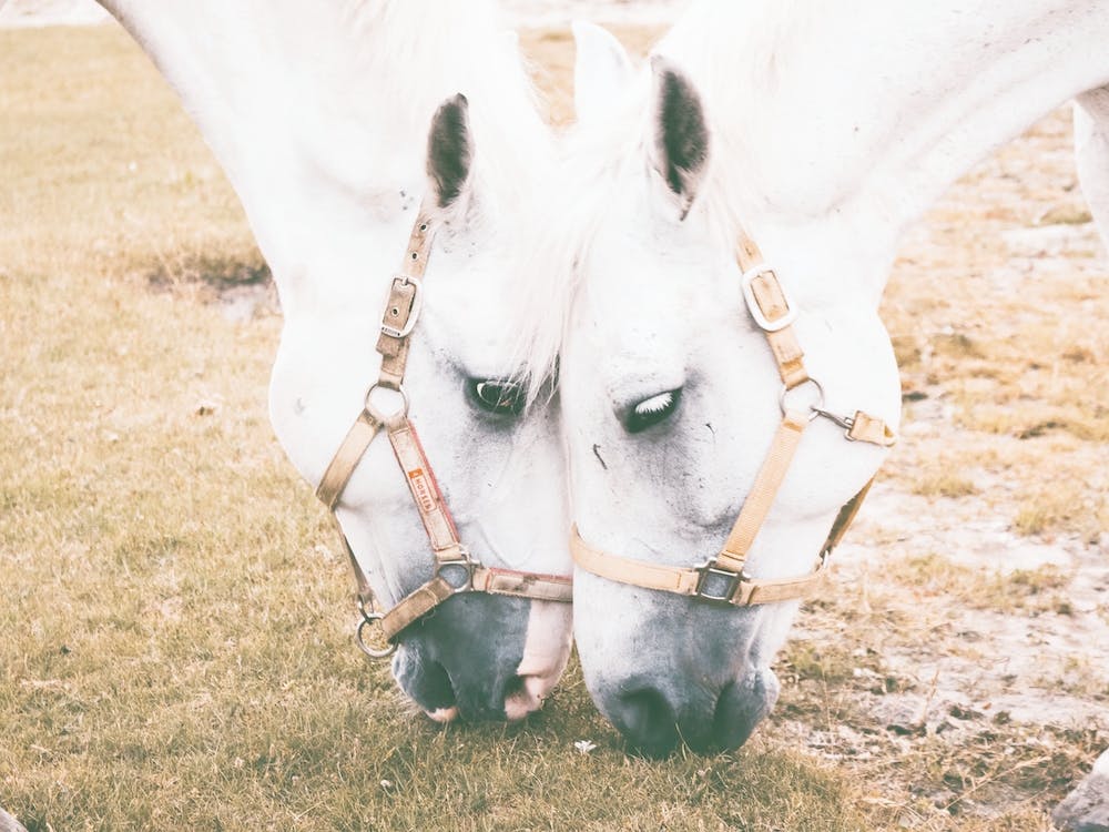 Two Horses Grazing