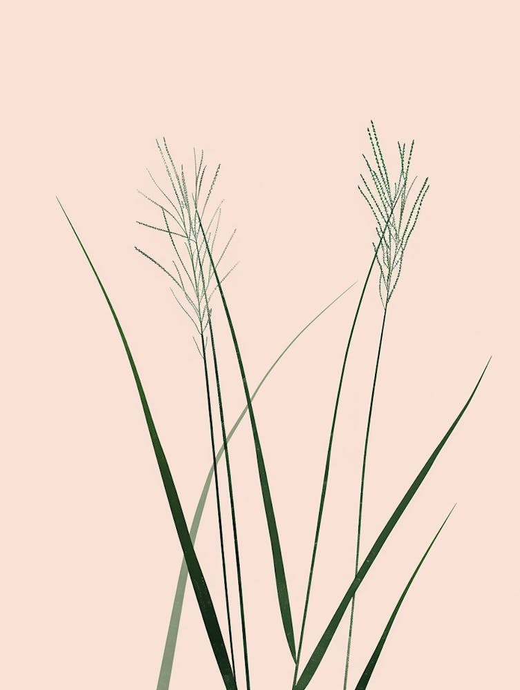 Grass Plant Minimalist Illustration 3