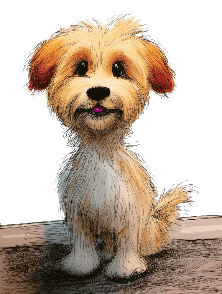 Maltipoo 1 Dog