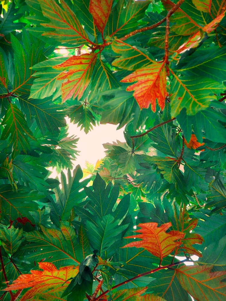 Leaves1