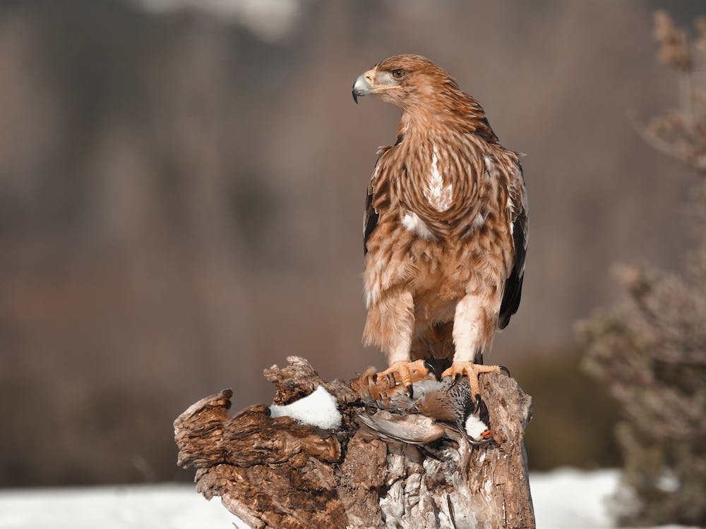 Winter Golden Eagle