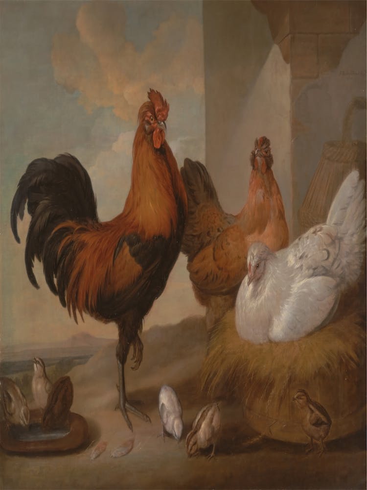 Rooster And Chickens