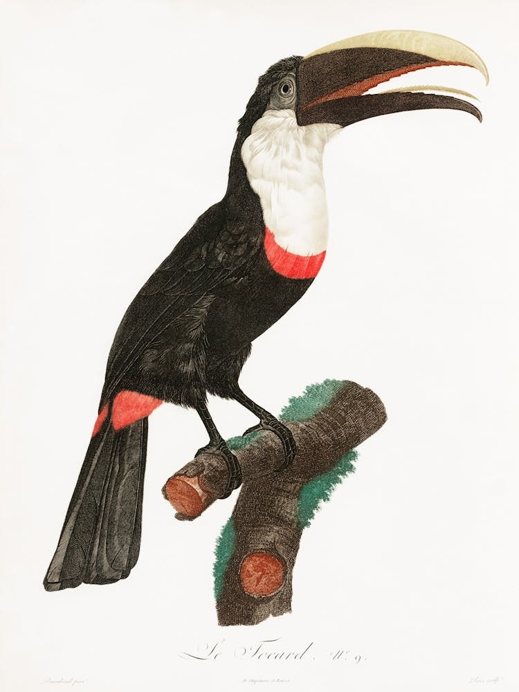 Toucan 1