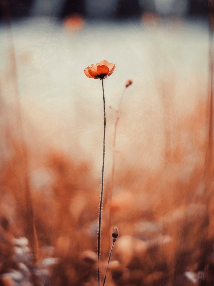 Nostalgic Nature No 10