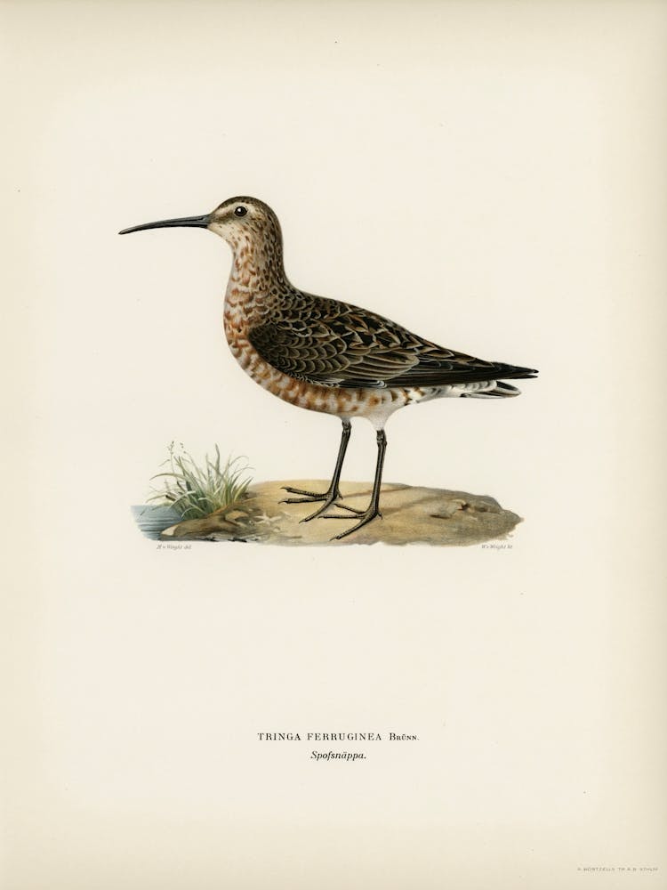 Curlew Sandpiper, The Von Wright Brothers