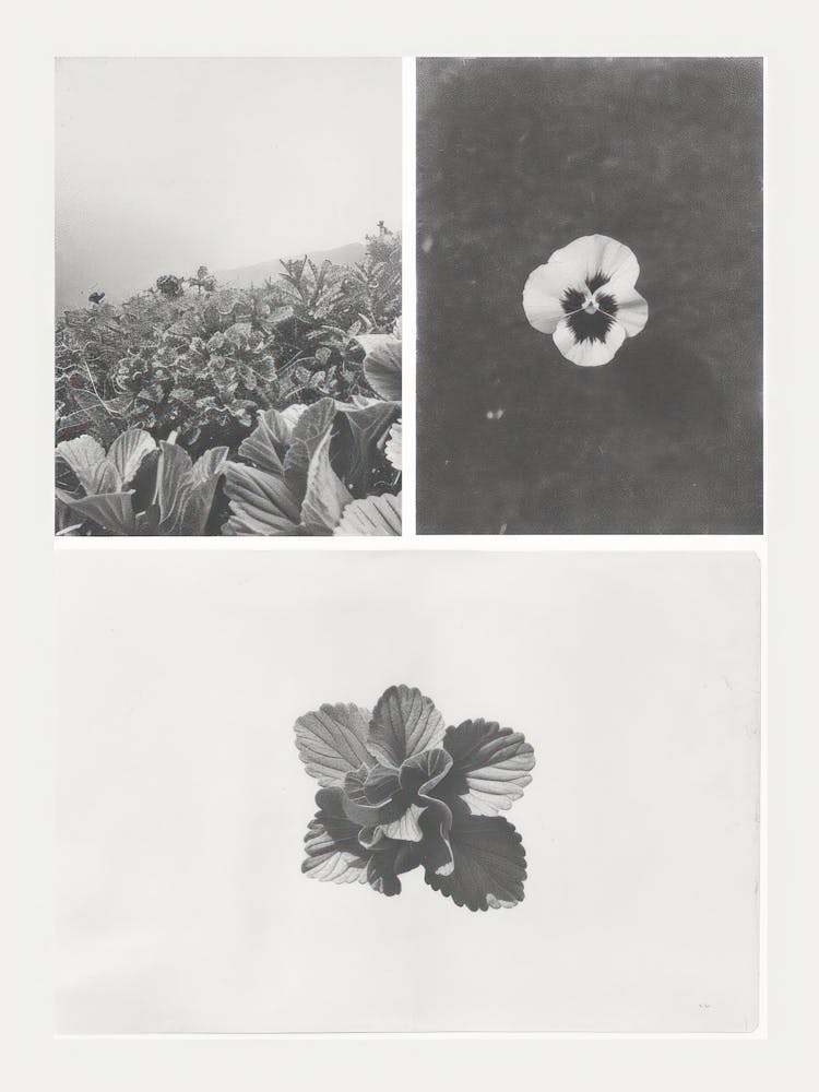 Pansy Flower Photo Collage 3