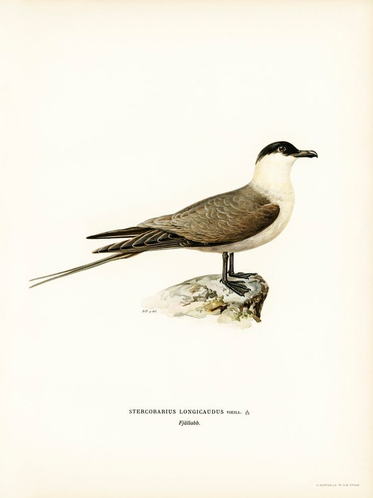 Long Tailed Jaeger, The Von Wright Brothers