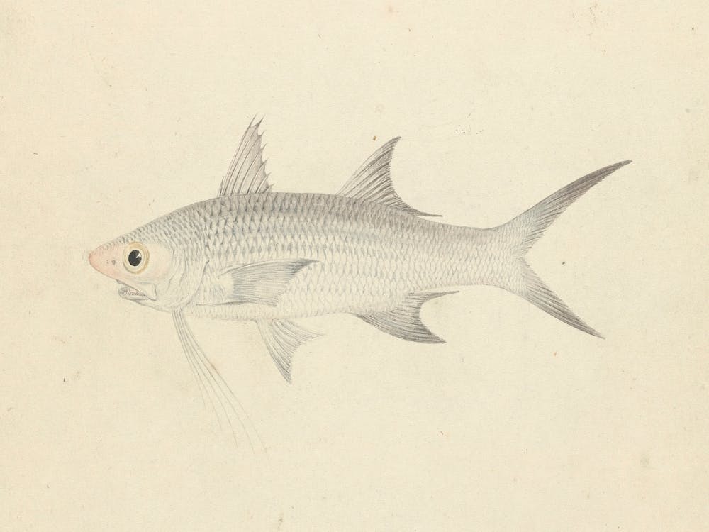 Binney Number One (Un poisson), Luigi Balugan