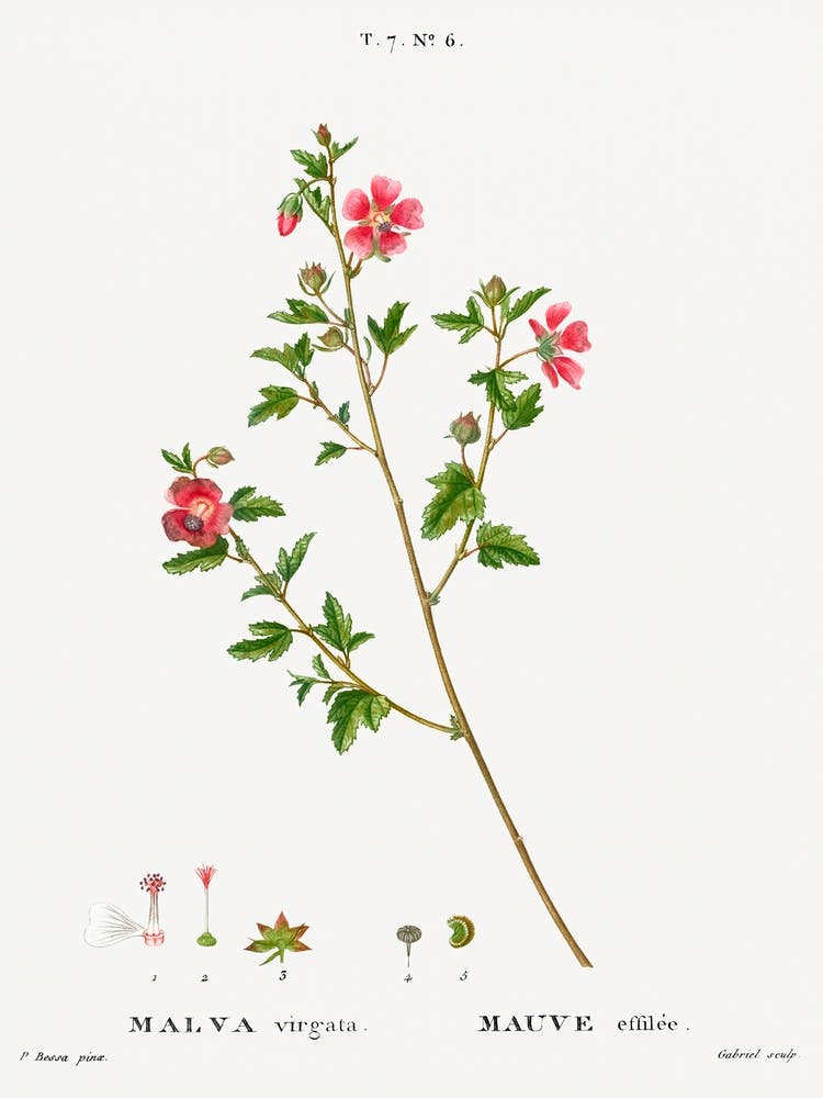 Cape African Queen, Pierre Joseph Redoute