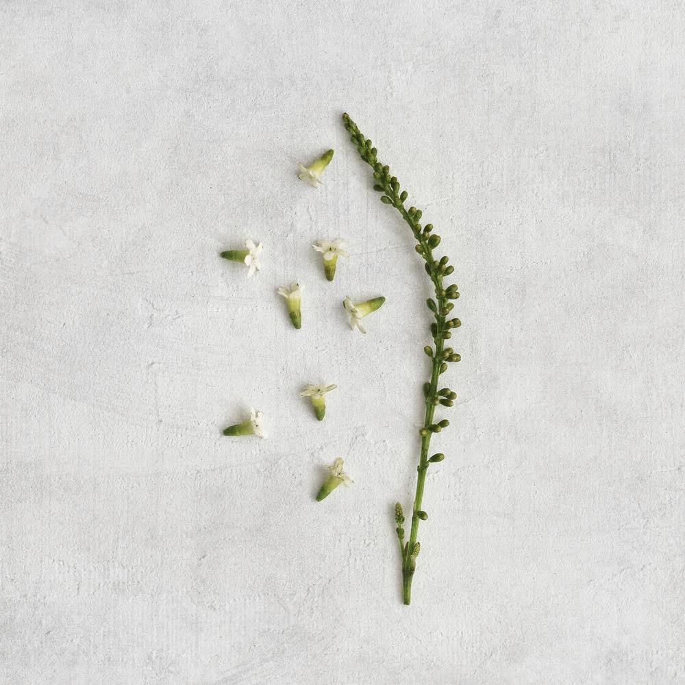 Simple Botanics Square