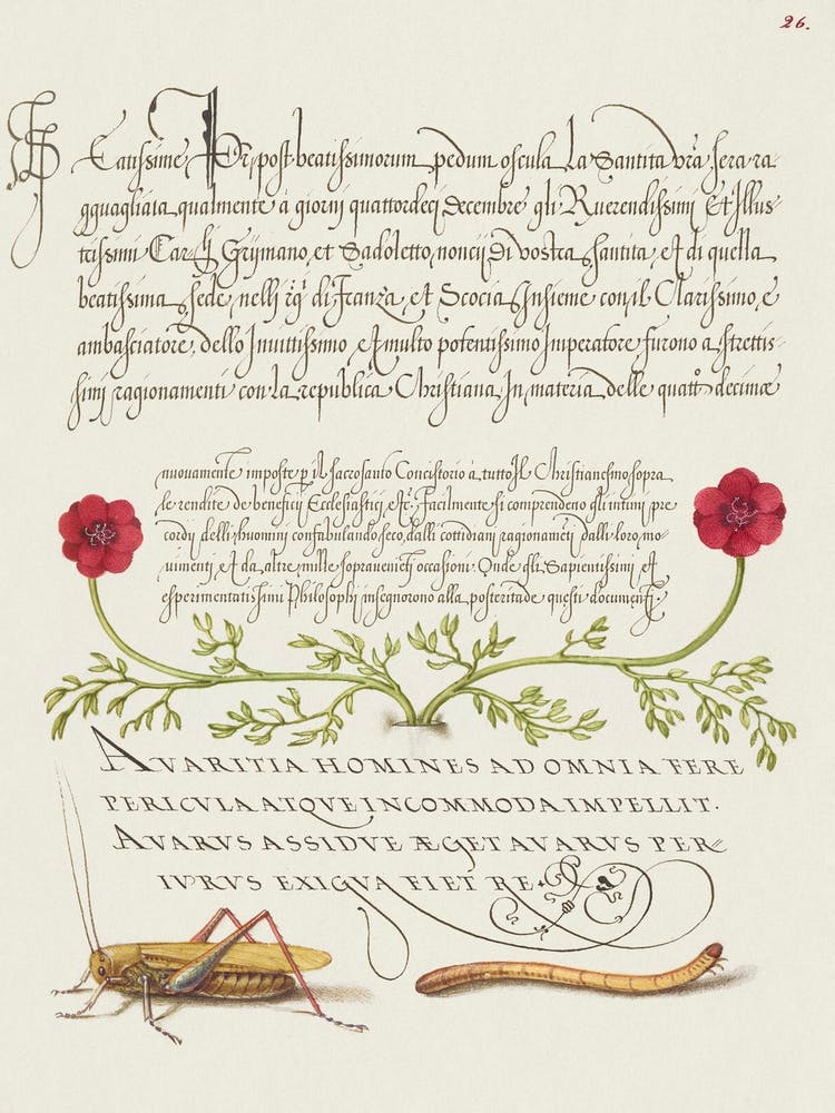 Pheasant S Eye, Cricket Or Grasshopper, And Wireworm From Mira Calligraphiae Monumenta, Joris Hoefnagel