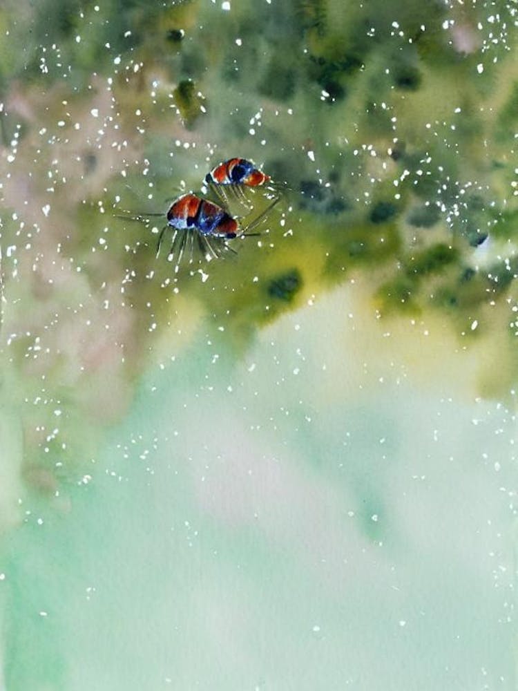 Emperor Shrimp II Storybook Watercolour