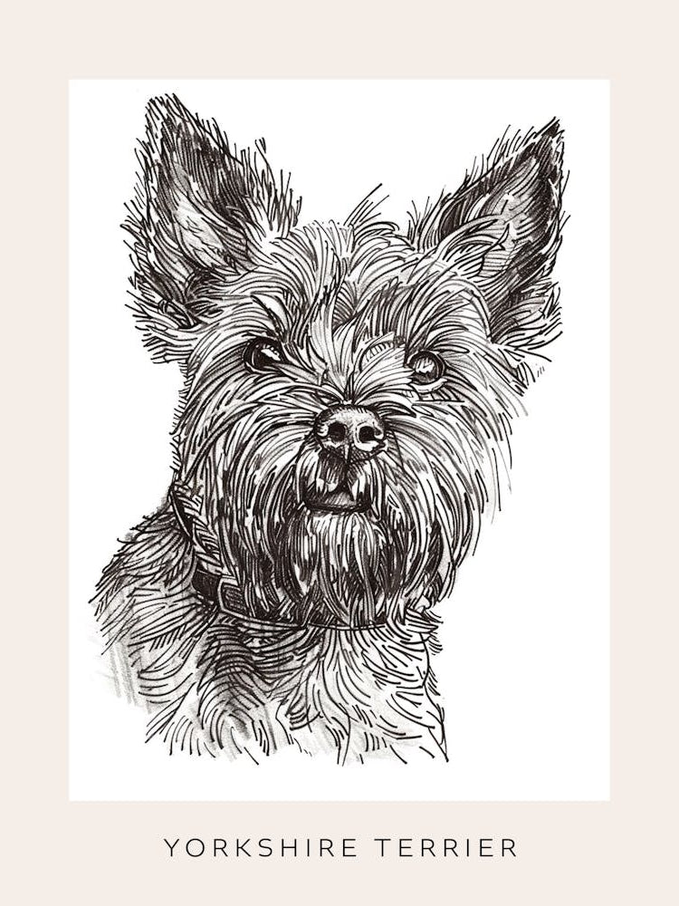 Yorkshire Terrier Black & White Line Sketch 2 Poster