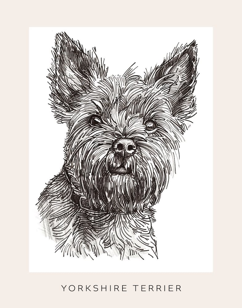 Yorkshire Terrier Black & White Line Sketch 2 Poster