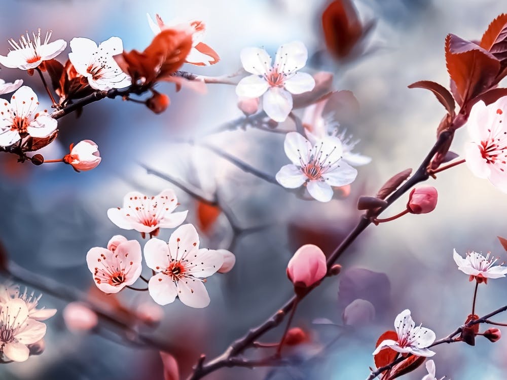 Sakura