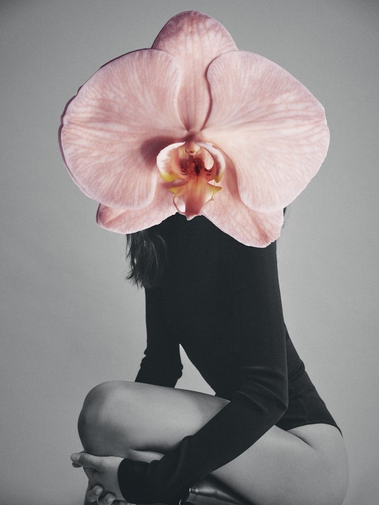 Pink Flower Head