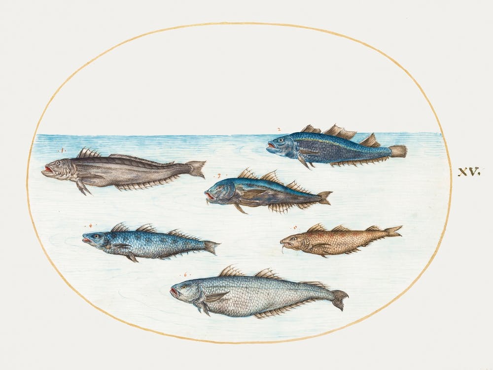 Six Asellorum Fish (1575–1580), Joris Hoefnagel