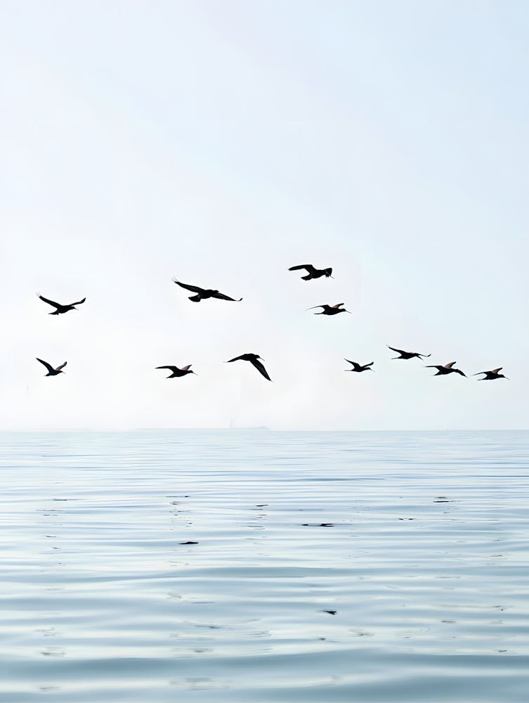 Seagulls Flying Over The Ocean