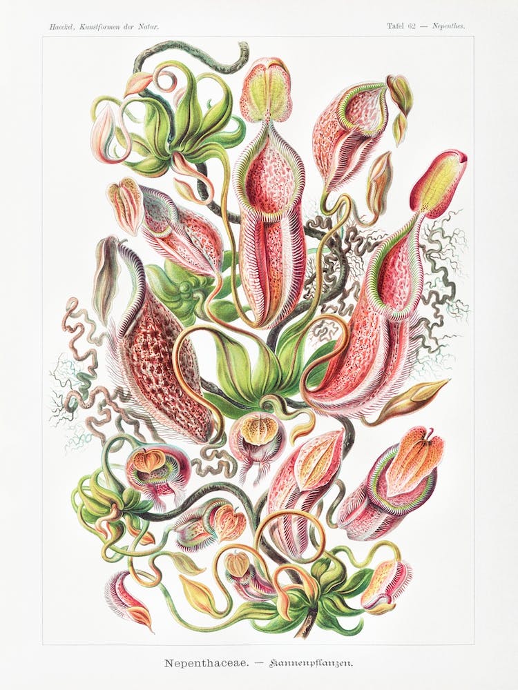 Nepenthaceae–Kannenpflanzen, Ernst Haeckel