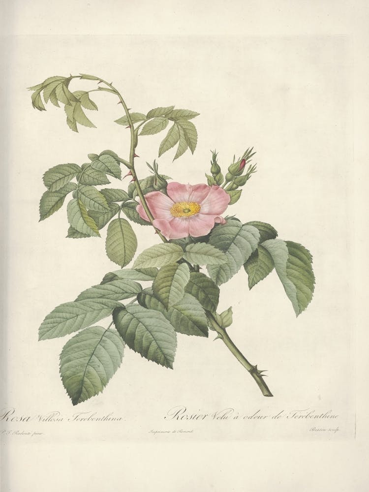 Rose Illustration, Pierre Joseph Redoute, Pierre Joseph Redoute(111)