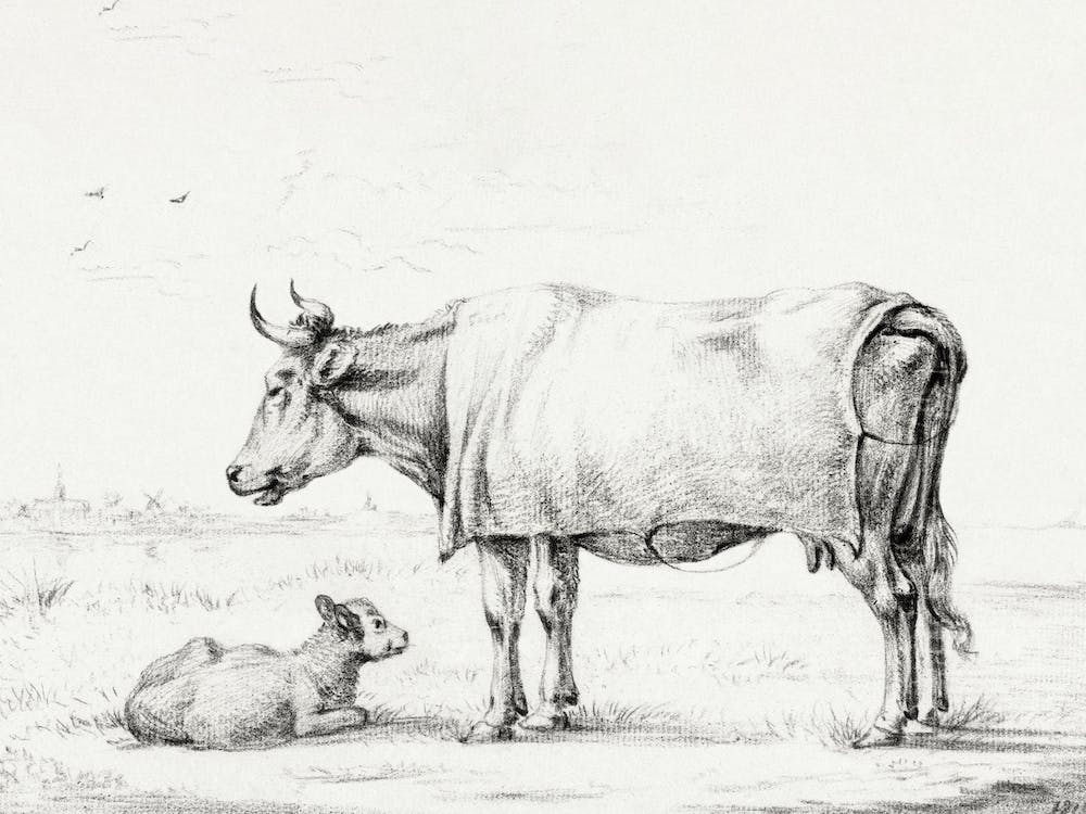 Standing Cow With A Lying Calf, Jean Bernard