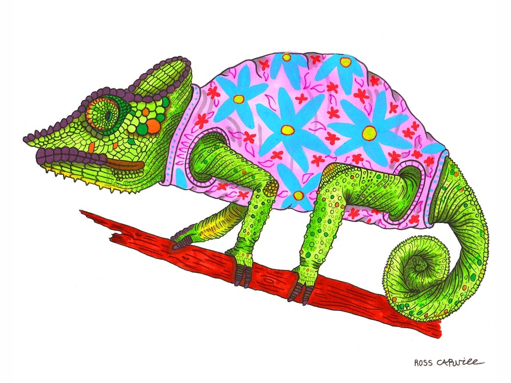 Chameleon In A Jumper