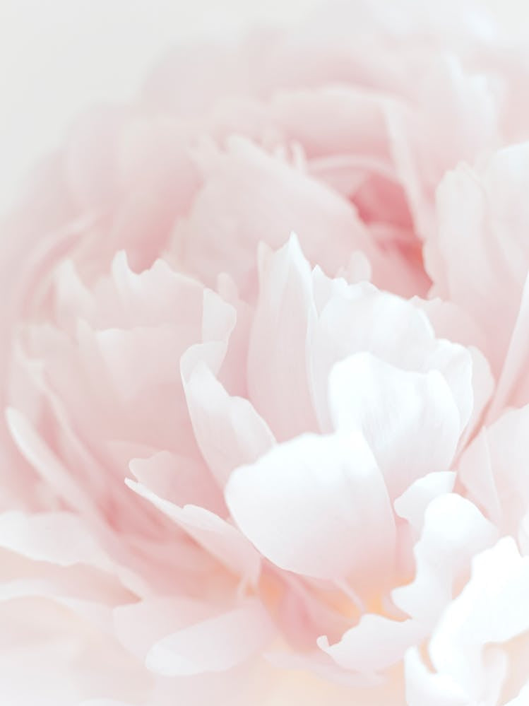 Pink poppy flower_2314091