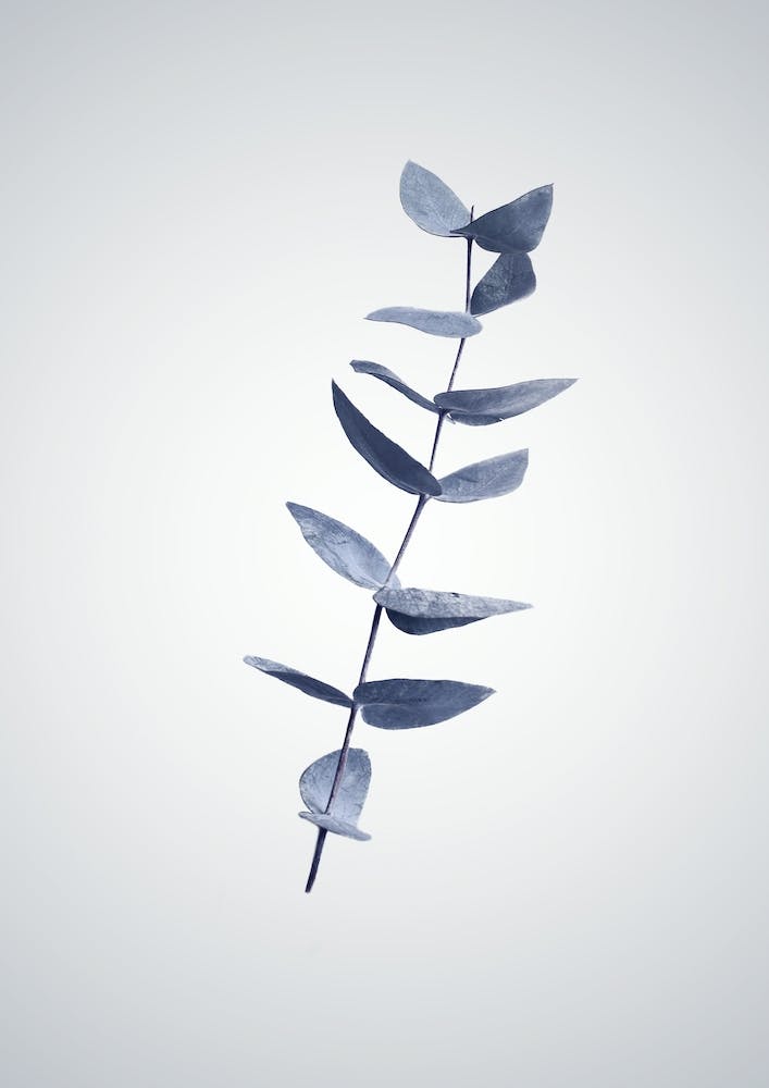 Eukalyptus III