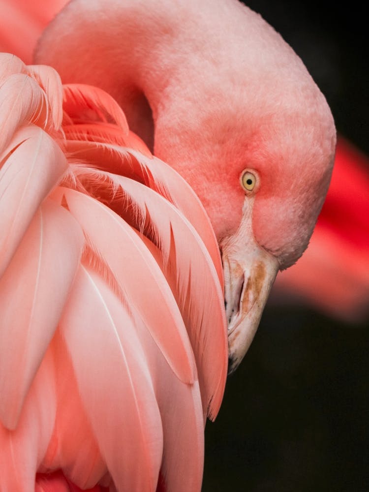Pink Flamingo Close Up Photo
