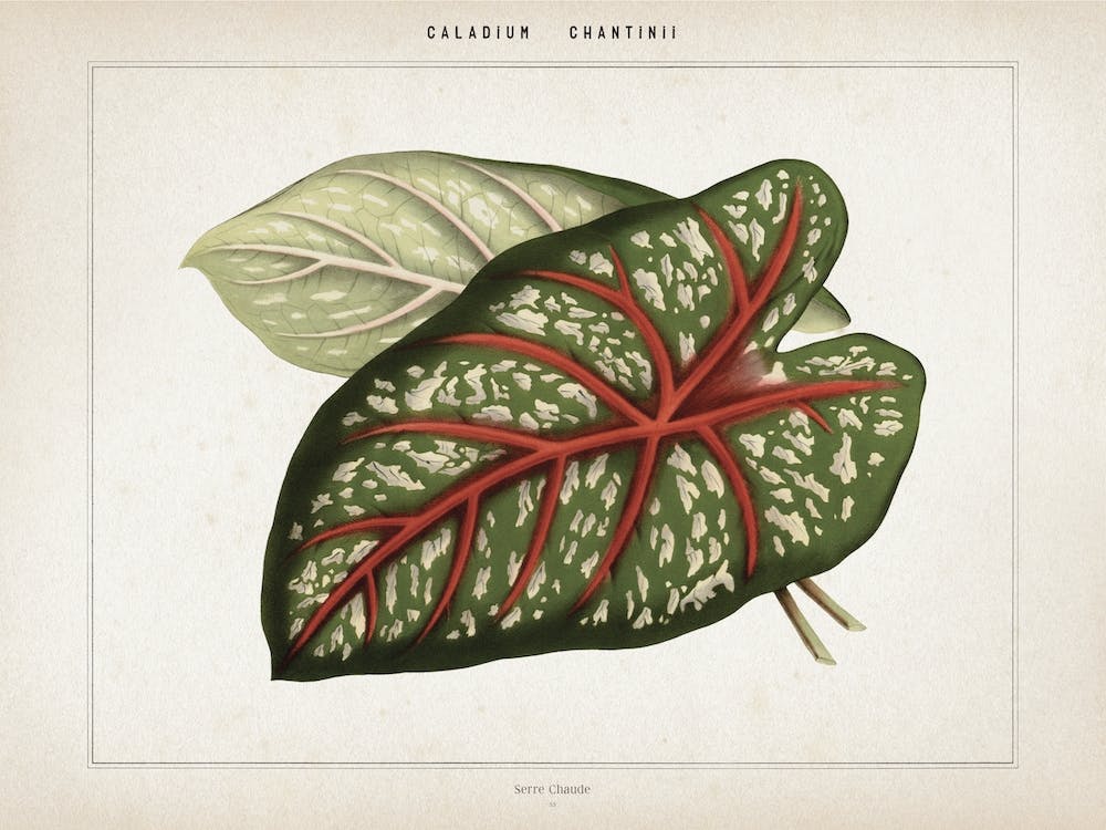 Vintage Houtte 1 Caladium Chantinii