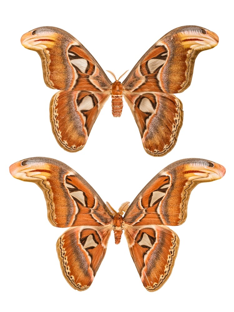 Two Butterflies And Moths